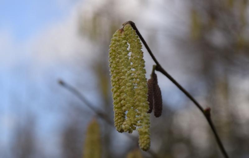 A close up of some Hazel catkins