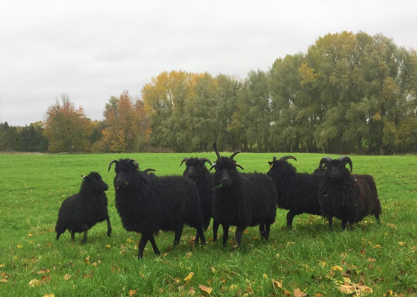 A heard of our hebridean sheep in the Forest