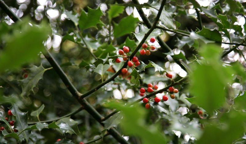 Holly fruit surrounded by holly leaves