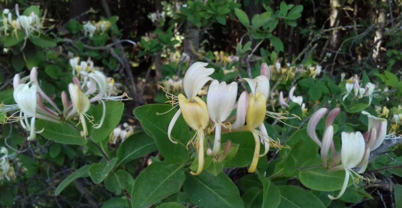 Honeysuckle