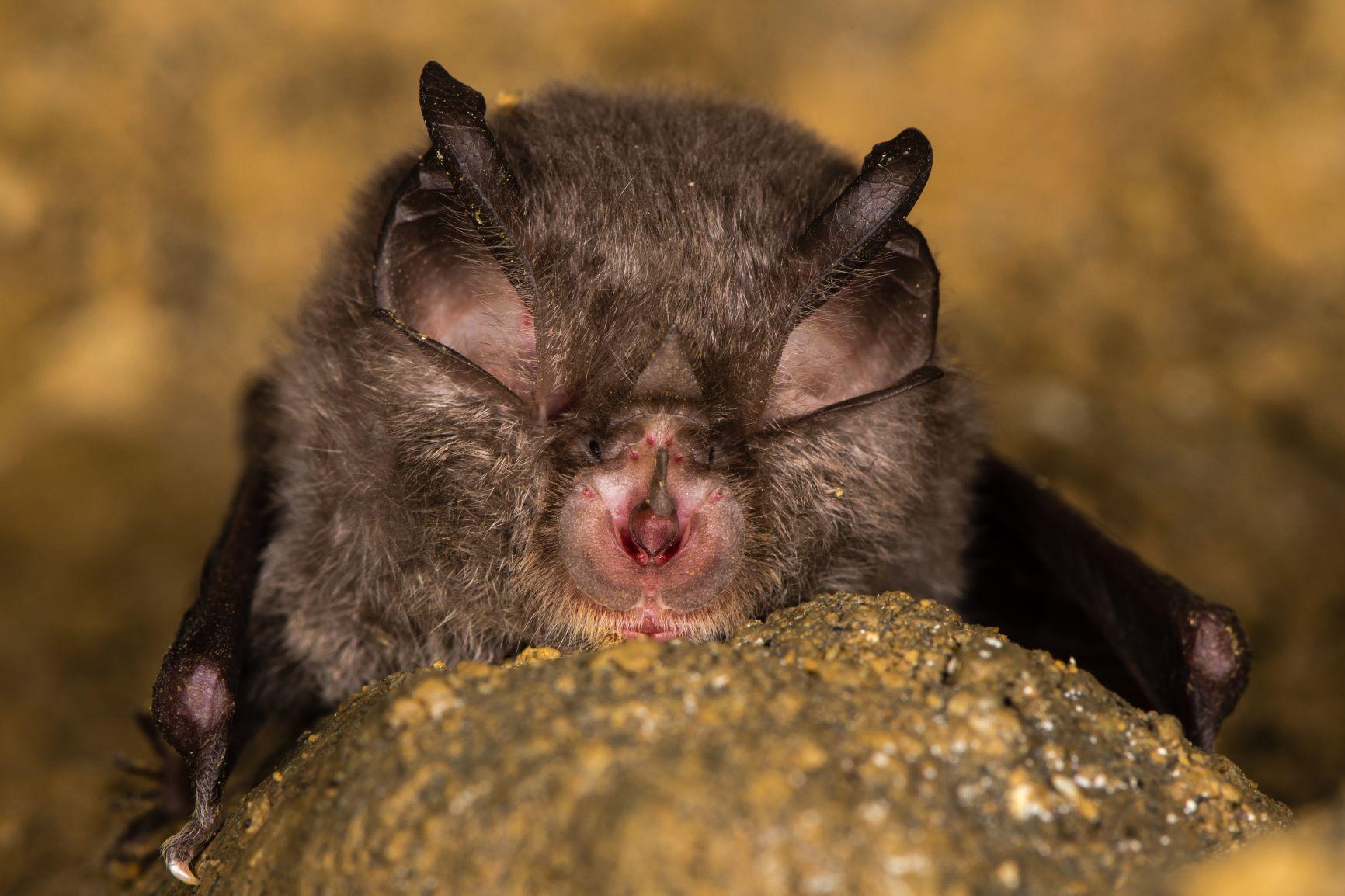 Close up of a Lesser Horseshoe Bat's face