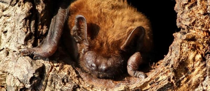 Close up of a Noctule bat resting in a tree hole