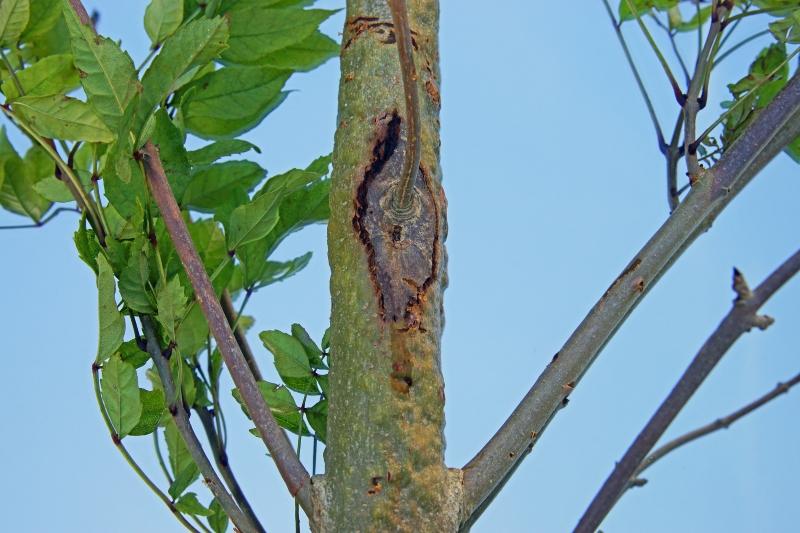 Close up of some ash dieback on an ash tree