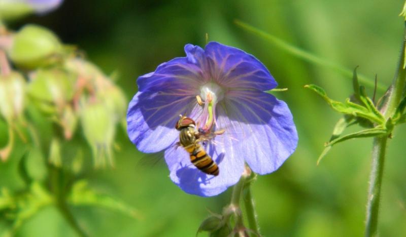 A pollinator resting on a blue flower