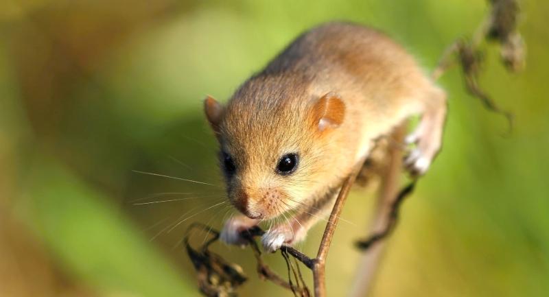 Close up of a dormouse