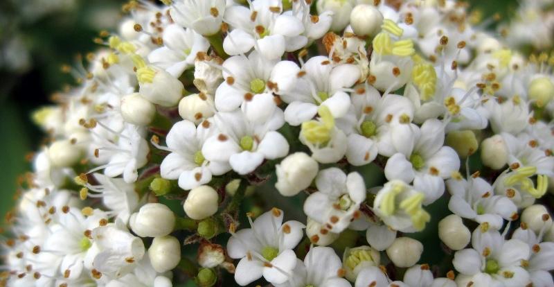 Close up of some elderflowers in the Forest