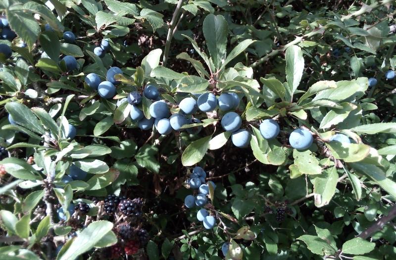 Close up of sloes and blackberries