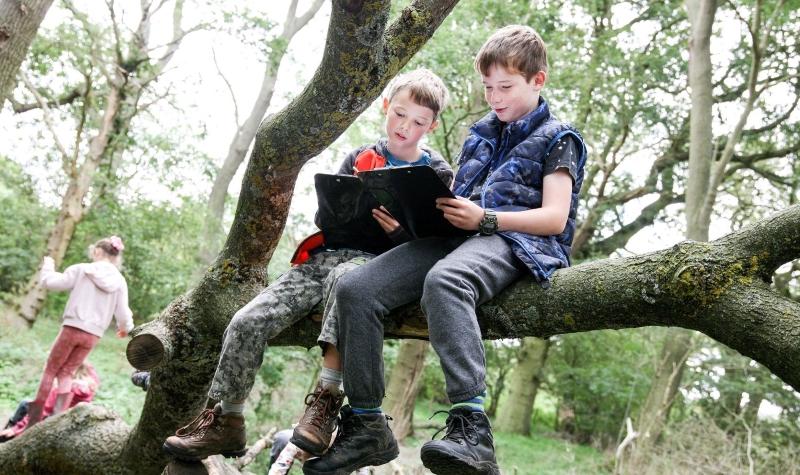 2 young Foresters sitting on a tree branch