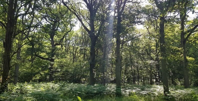 Dappled light shining through the Forest's tree canopy