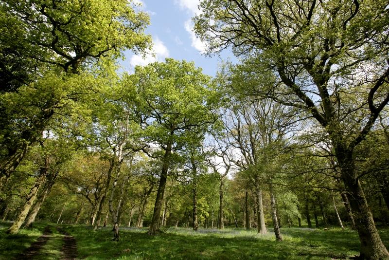 The tree canopy of some mature woodland in the Forest