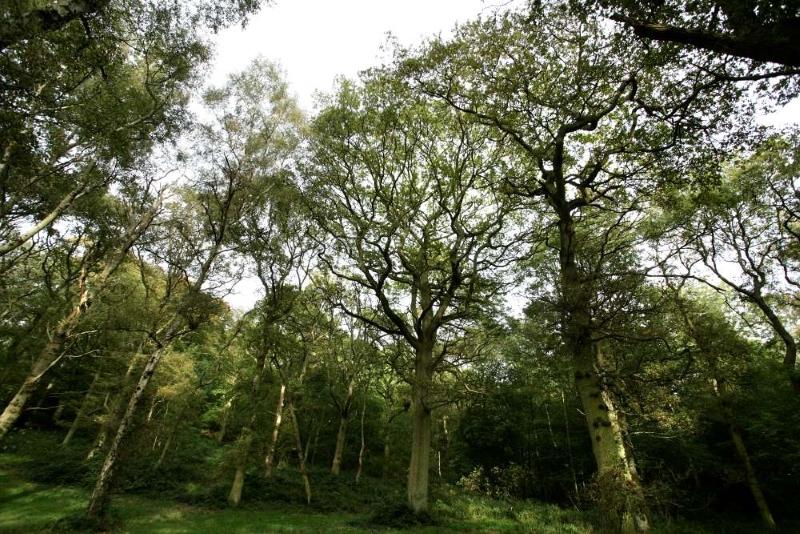 Upwards views towards the Forest canopy