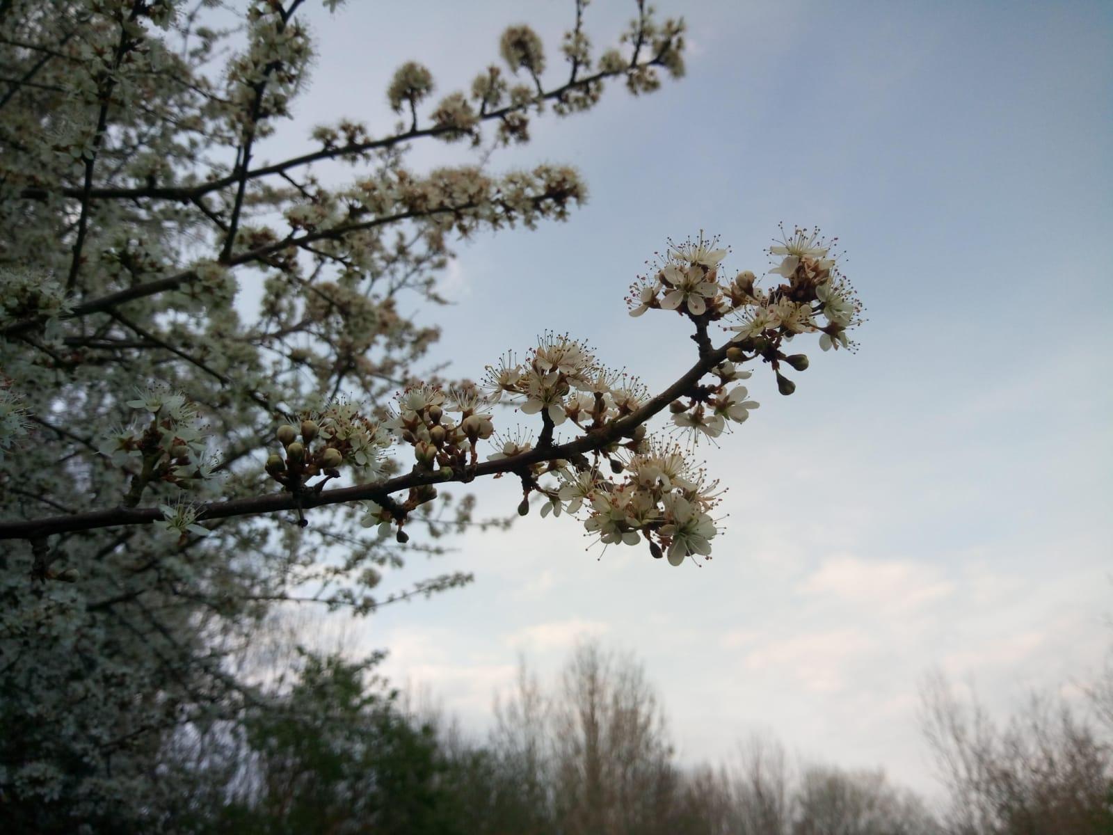 Blackthorn blossom in Giddings Wood