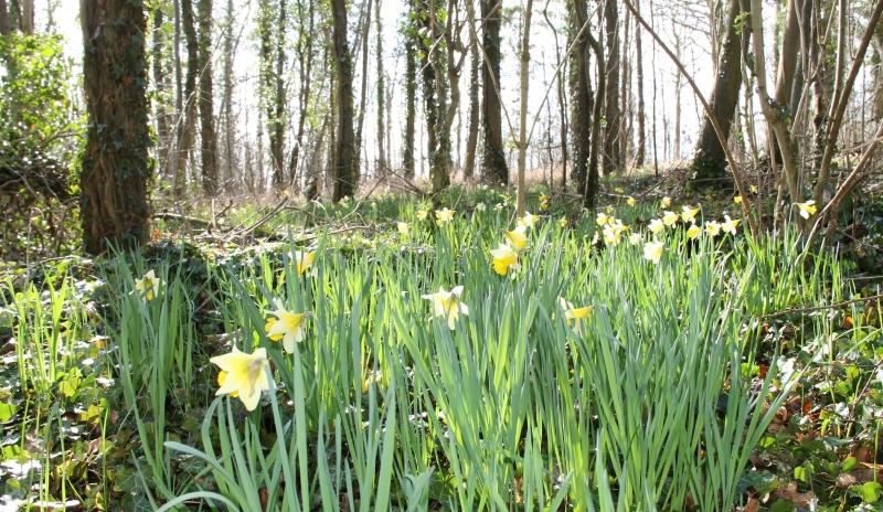 Wild daffodils in Robert's Wood