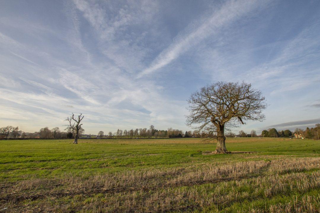 Wideshot of some of our land at Arrow