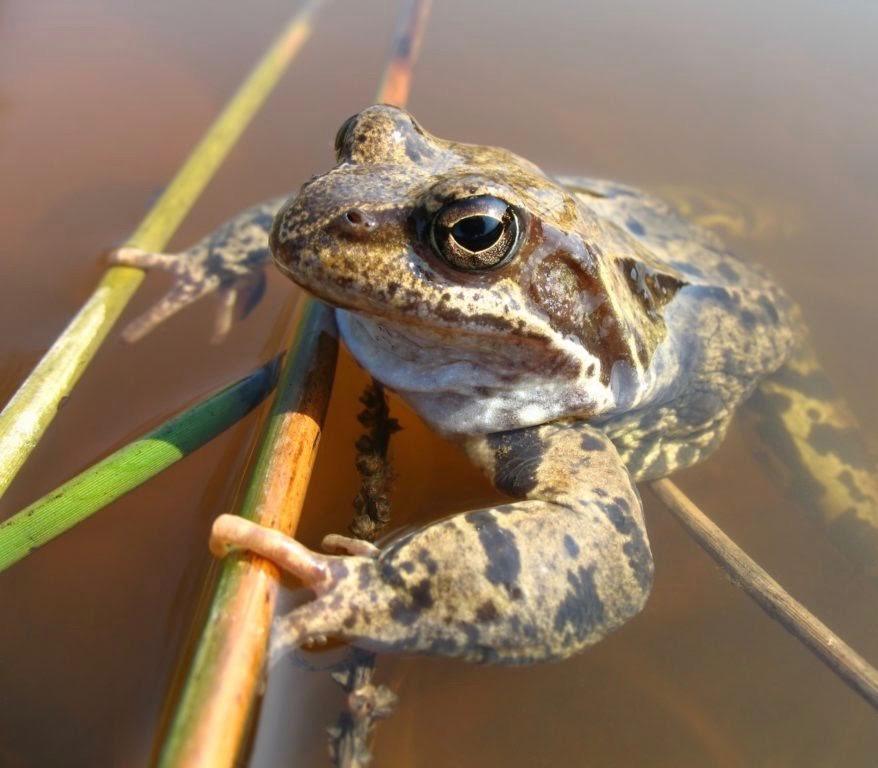 Close up of a frog in a pond