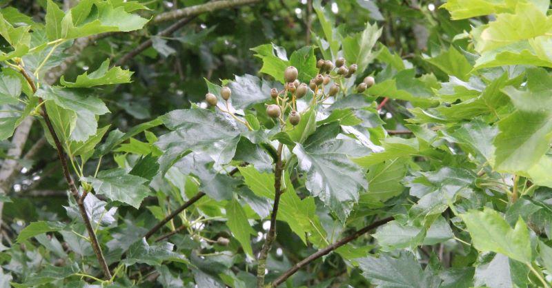 Close up of the leaves of a Wild service Tree at Colletts Wood