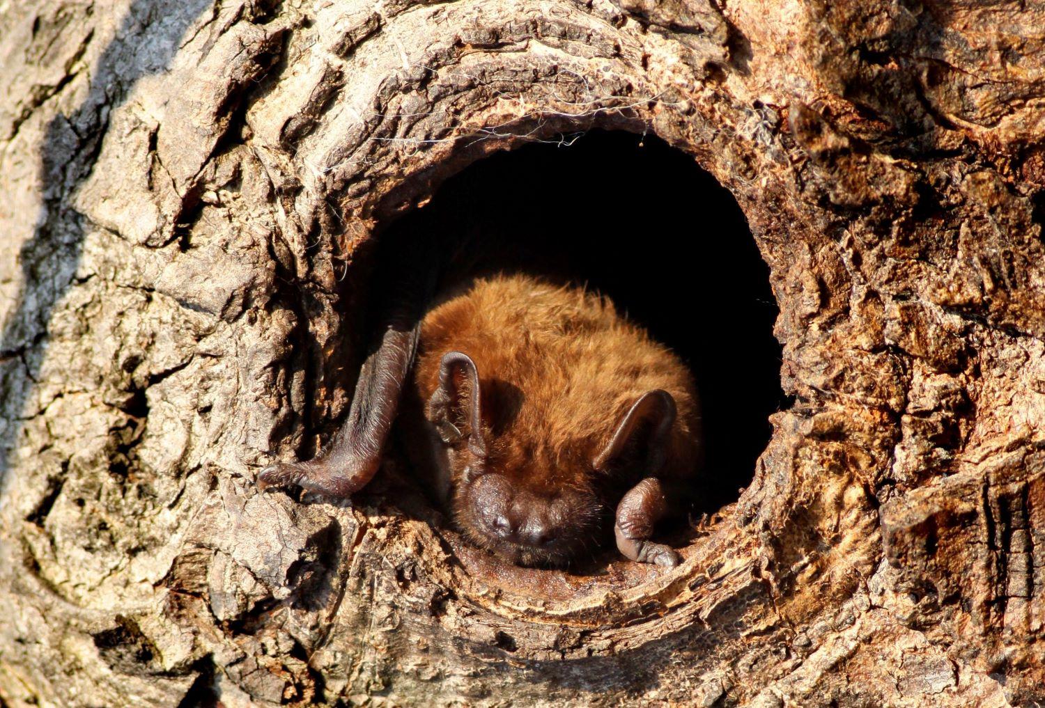 A bat resting in a tree trunk