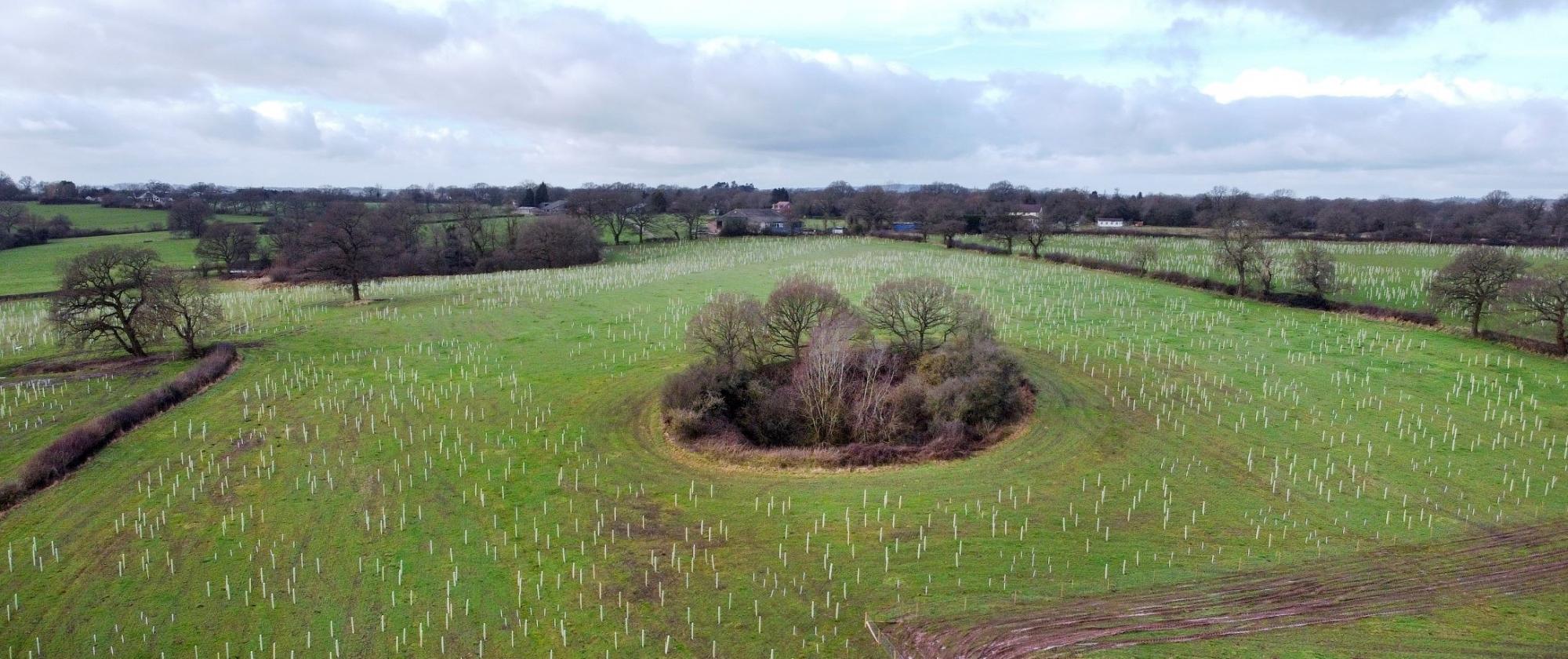 Aerial photo of fields of newly planted trees at Oak Wood in the Forest 