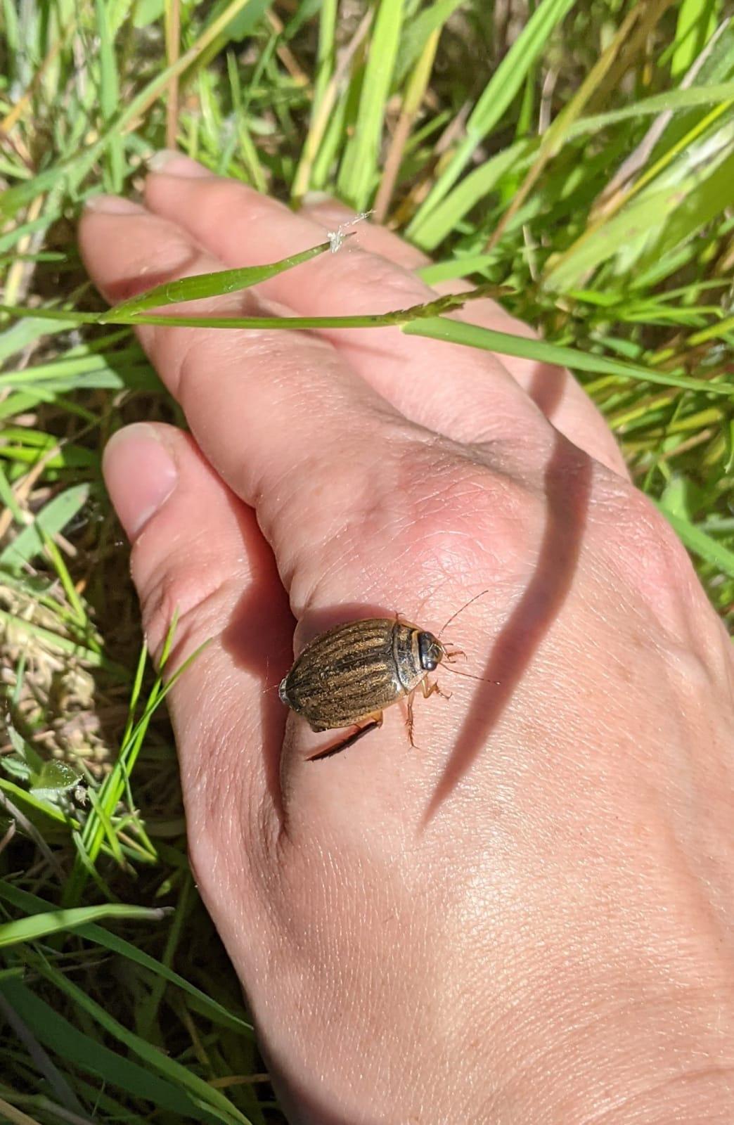 A beetle resting on a hand