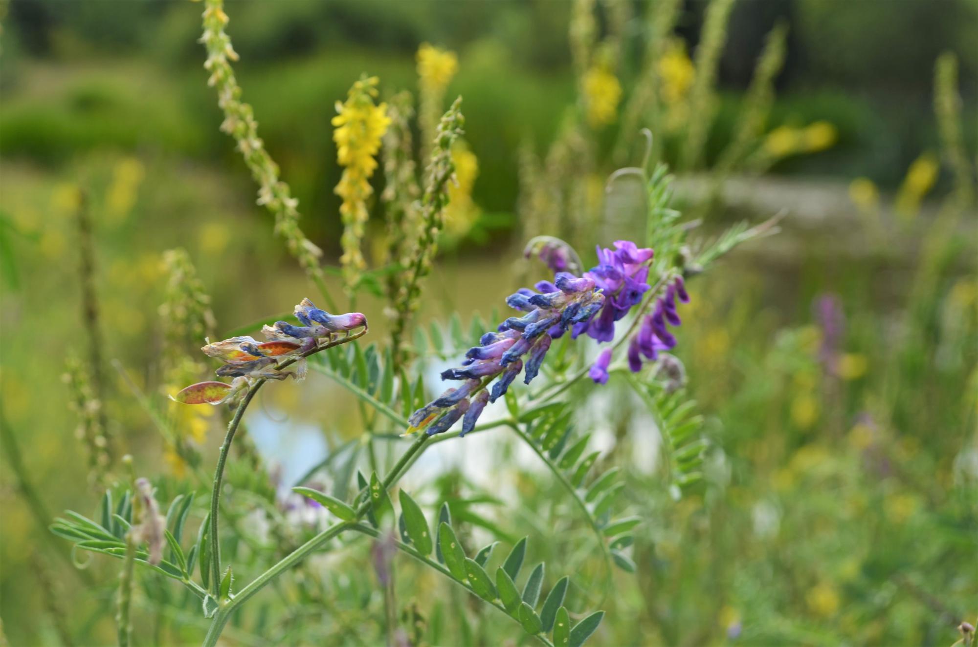 Wildflowers by Colletts Pond