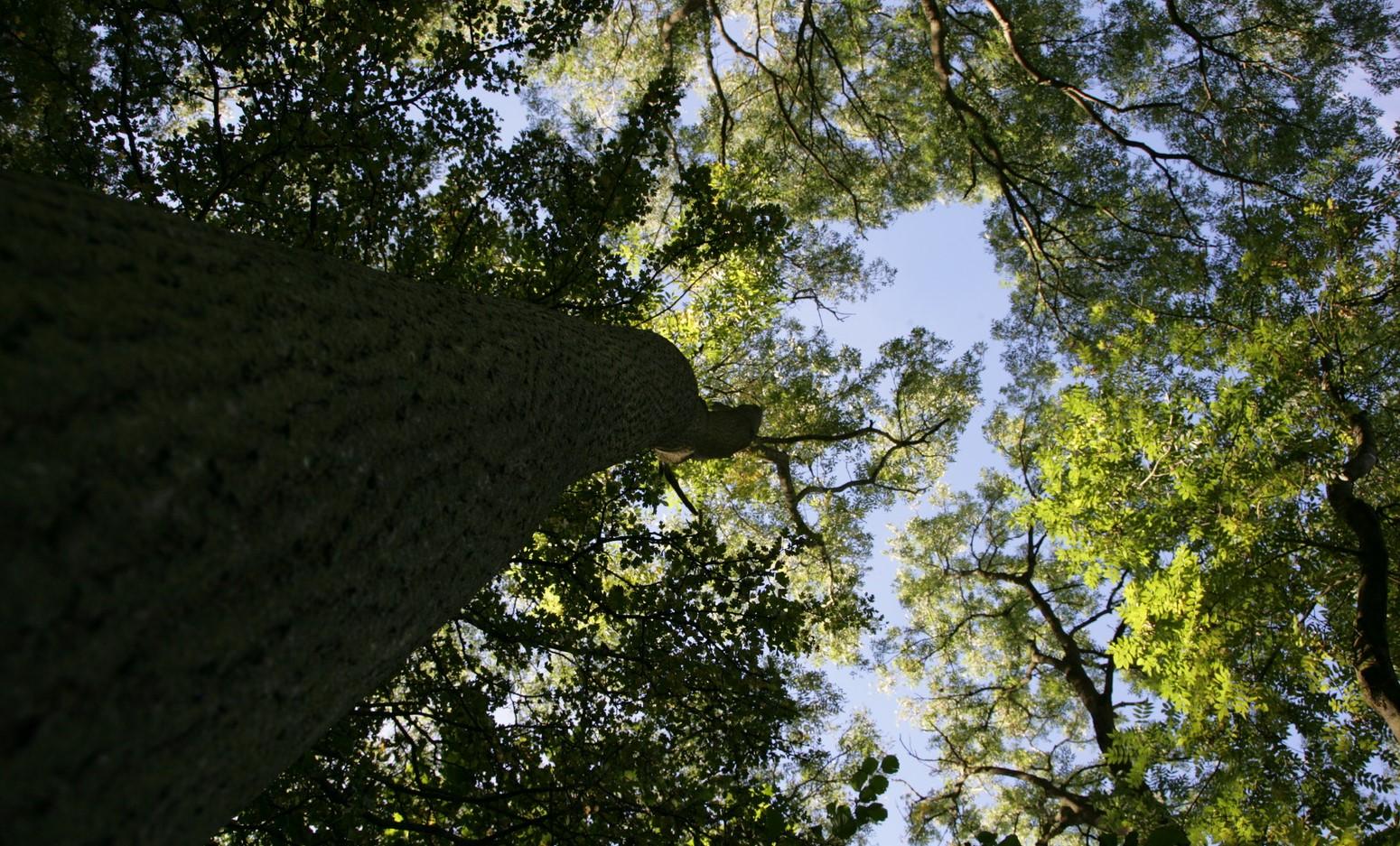The view from the bottom of a huge tree looking up towards a blue sky.