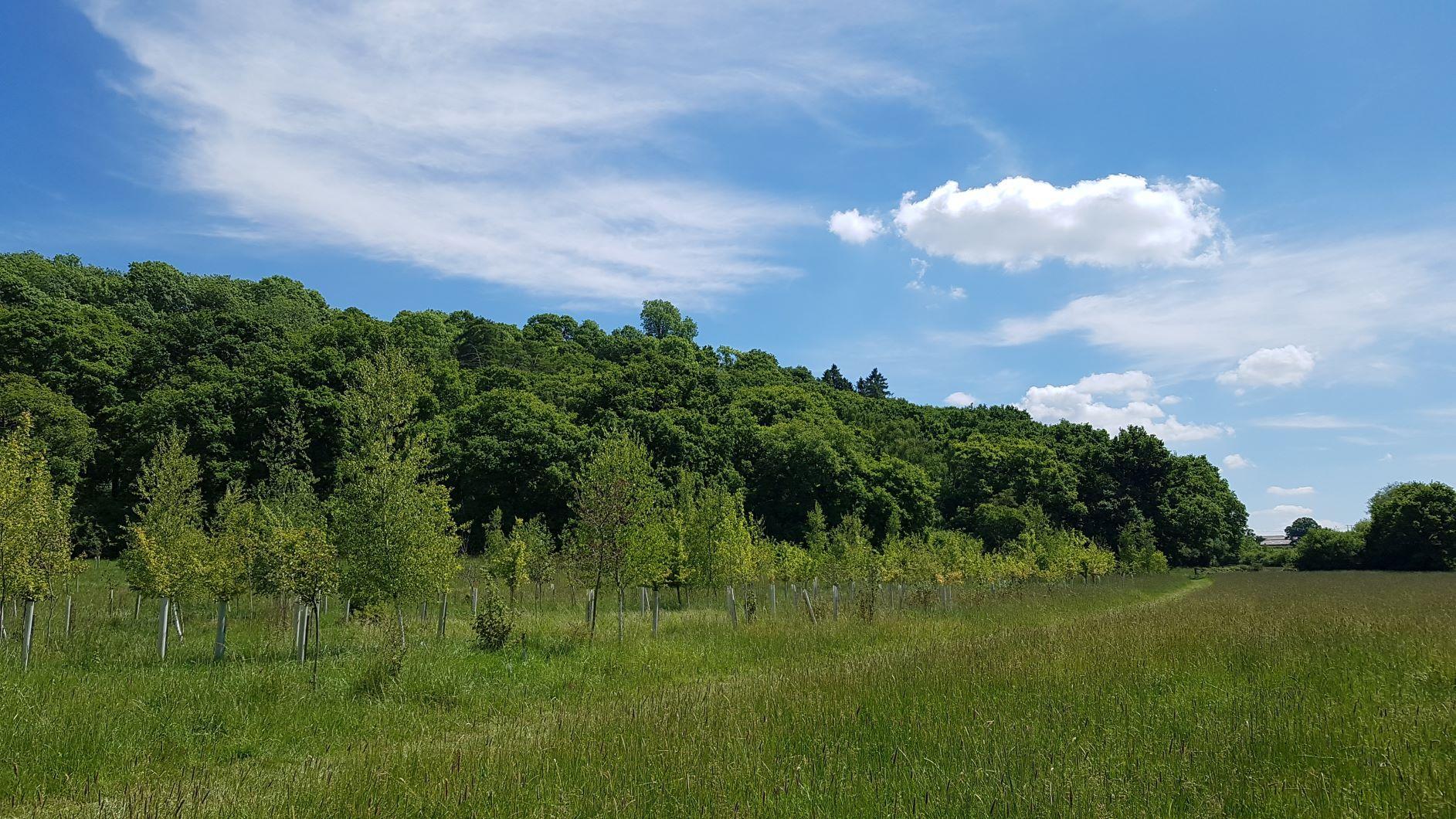 Blue skies over some of the new and established trees at Morgrove Coppice