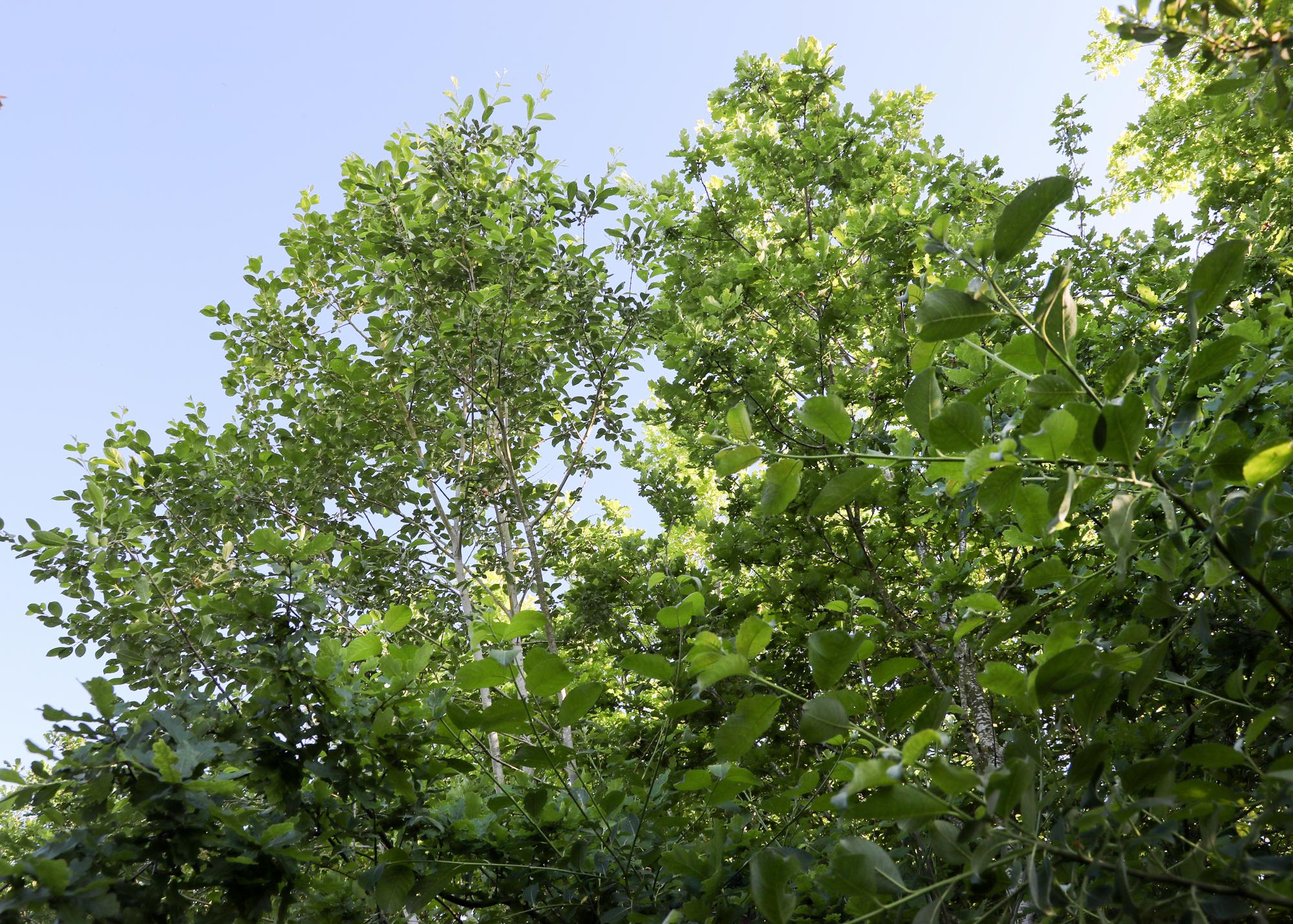 Green tree canopy at Coxmere Wood 