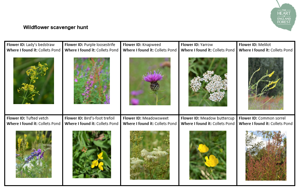 Our wildflower scavenger hunt sheet