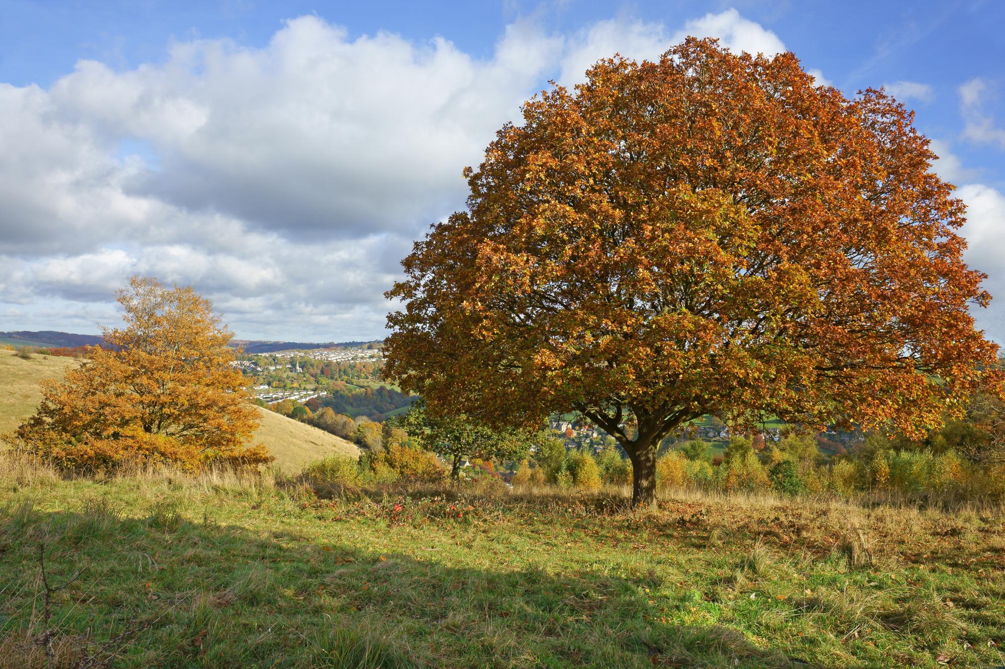 Oak tree with autumn leaves