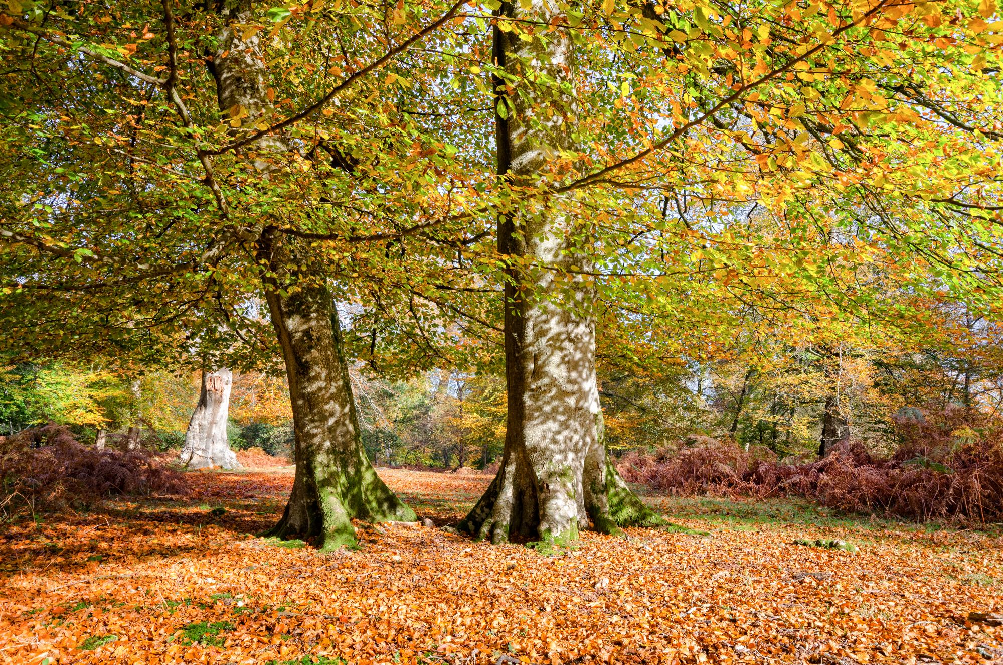 Beech tree surrounded by fallen autumnal leaves