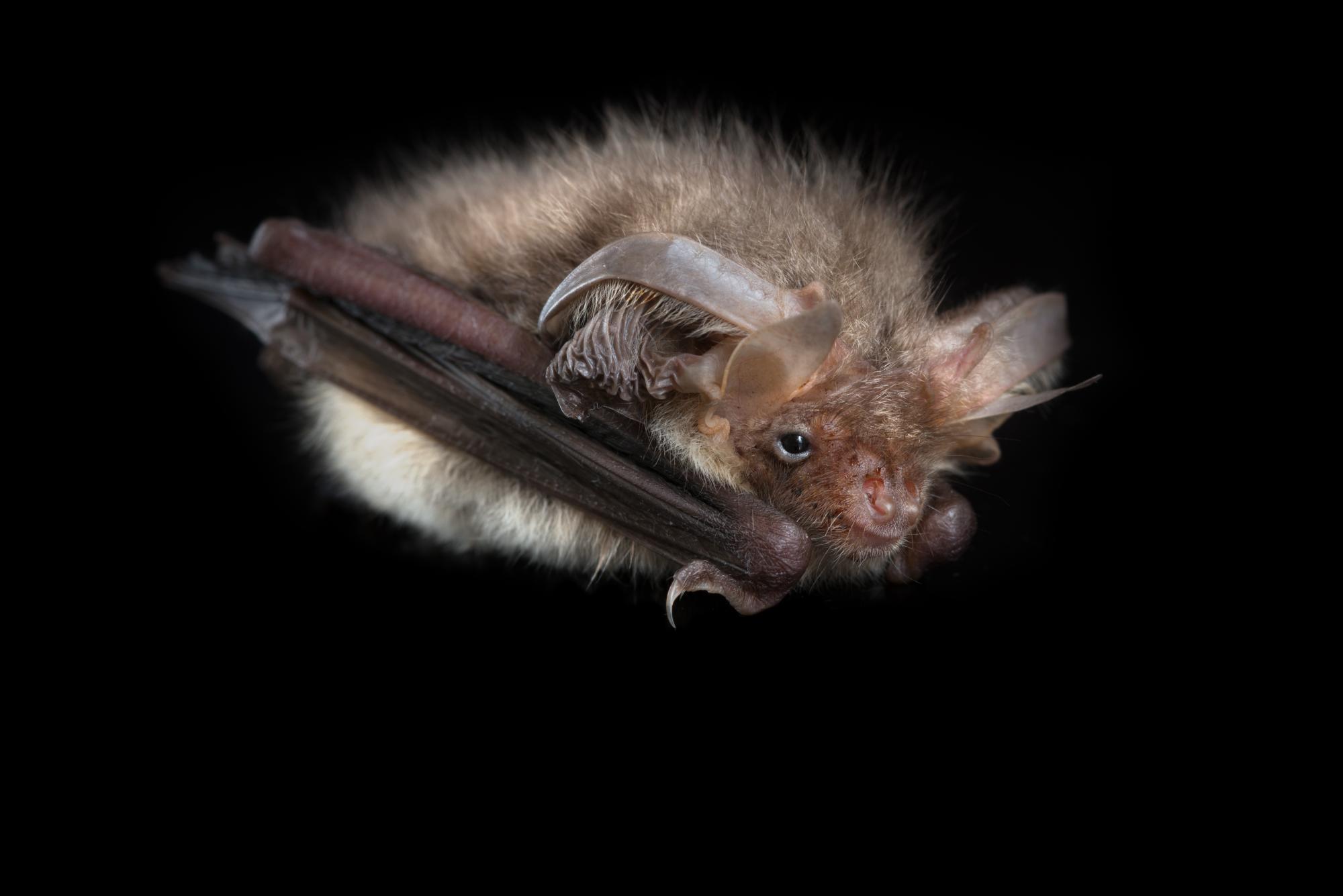 Close up of brown long-eared bat