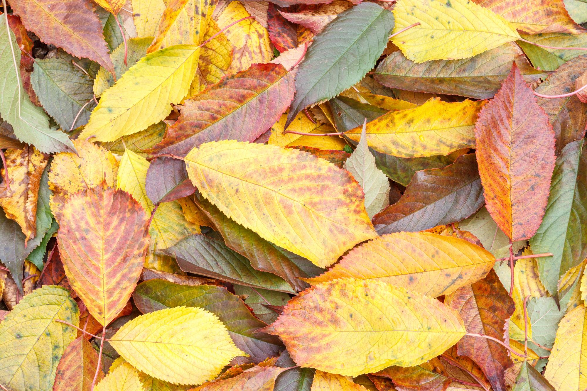 Fallen cherry trees in autumn