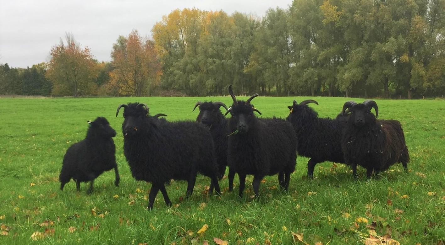 Flock of Hebridean sheep in the Forest