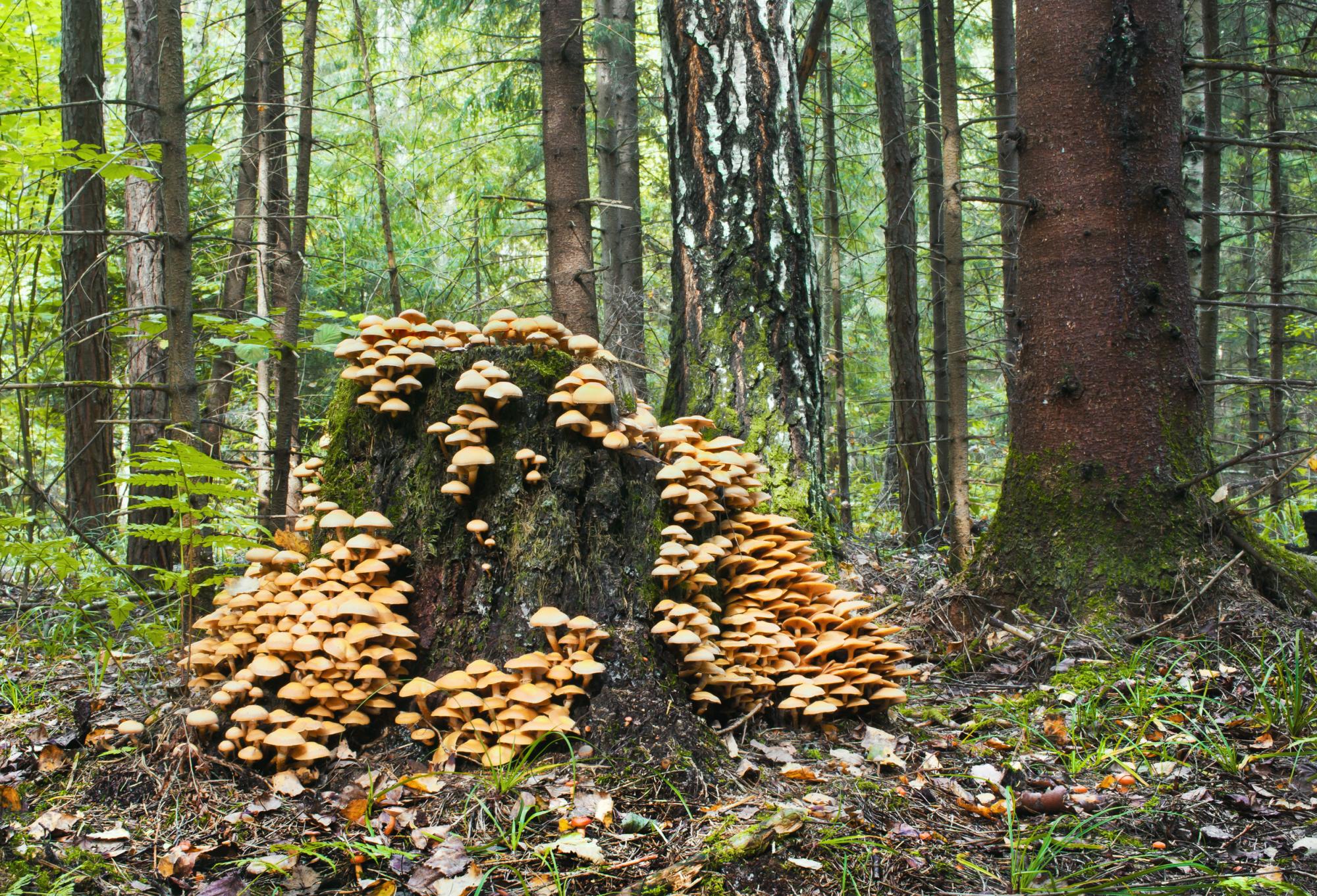 Sheathed woodtuft fungi on fallen tree
