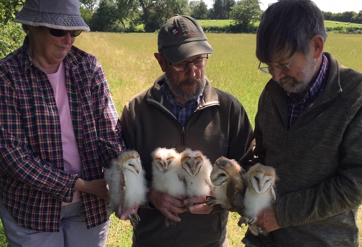 Our trio of volunteers holding 5 barn owl chicks 