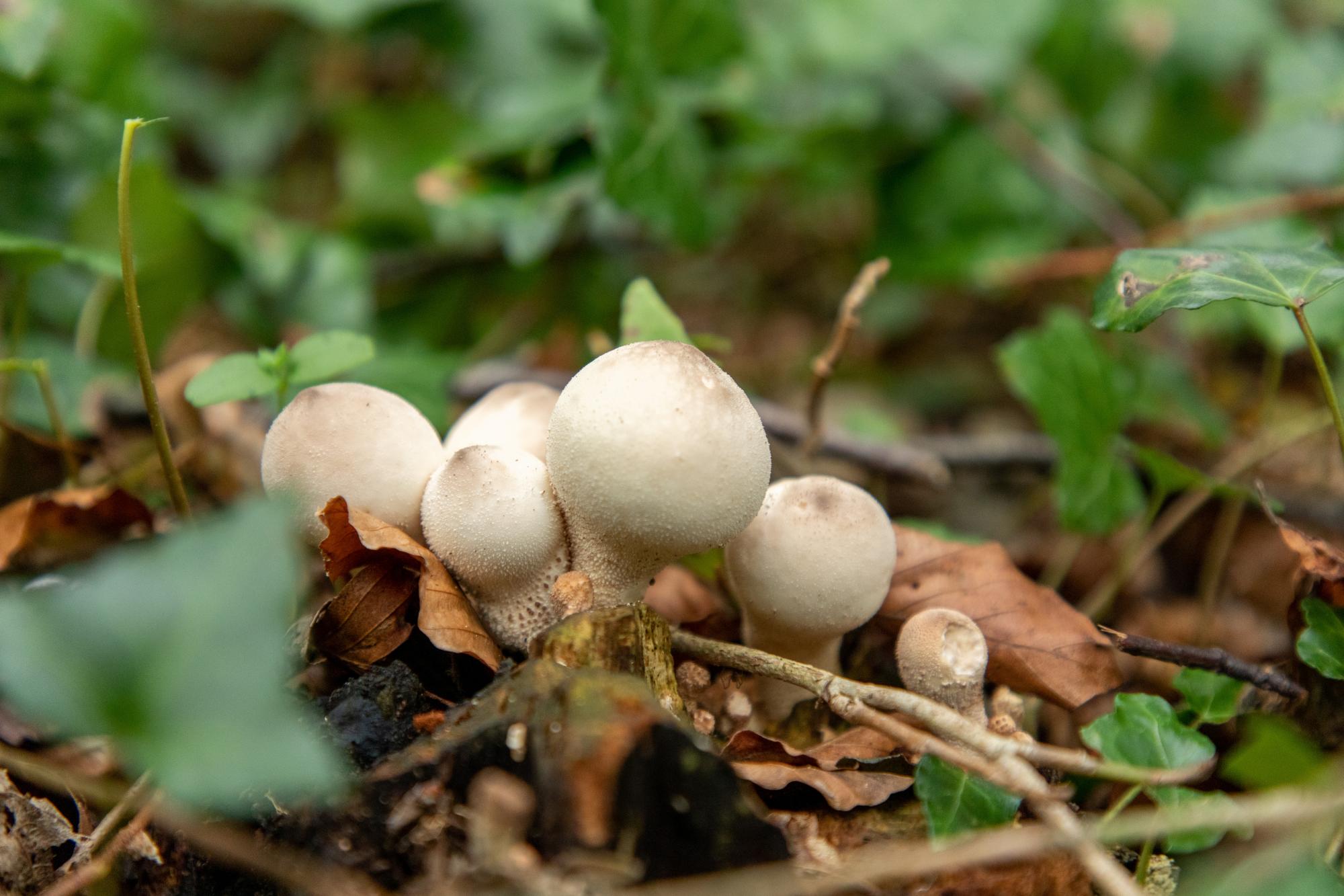 A cluster of common puffballs growing out of the forest floor.