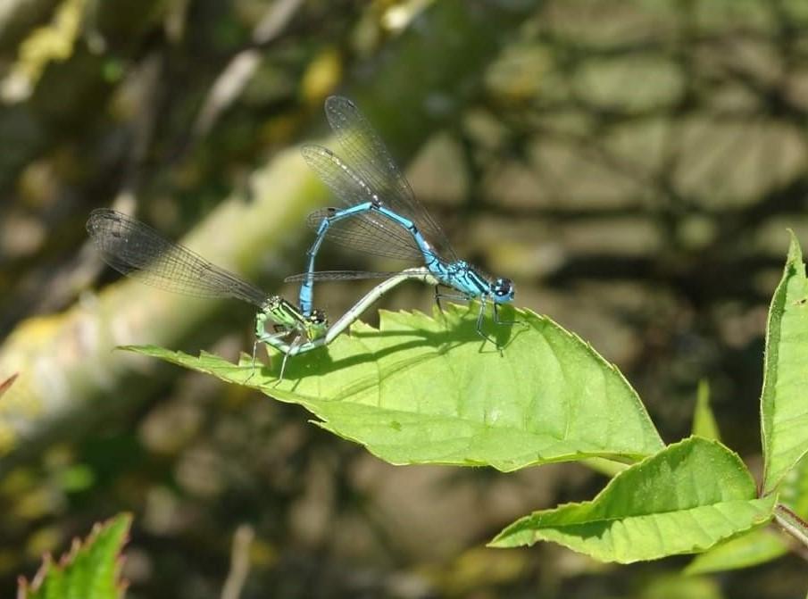 Azure dragonflies mating on a leaf