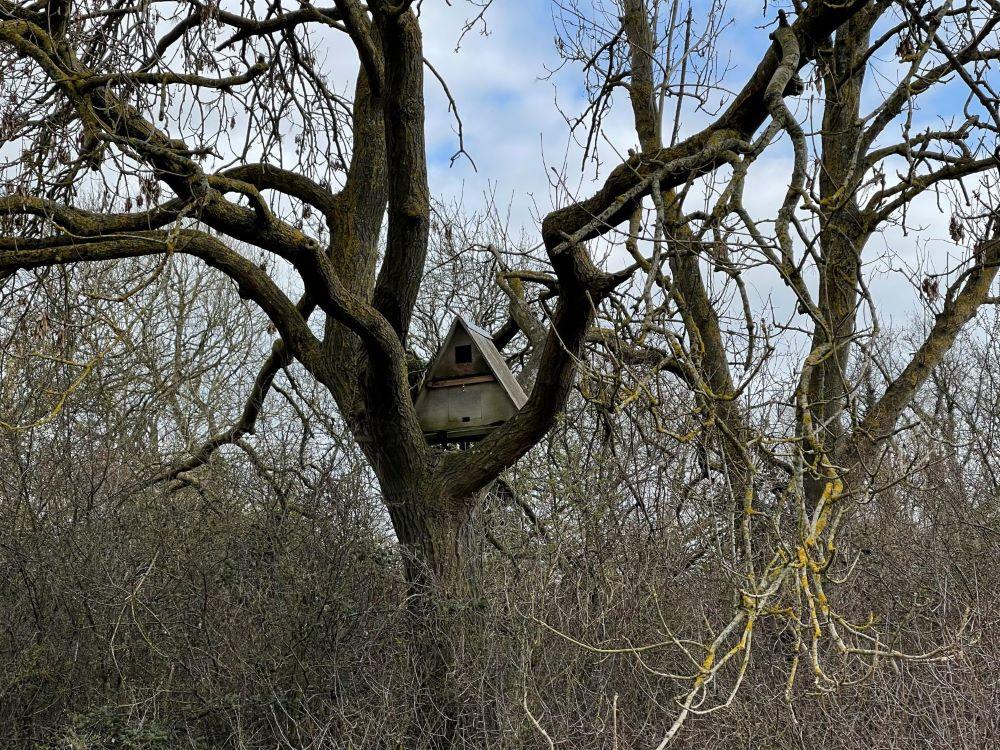 Triangular owl box in a tree in the winter 