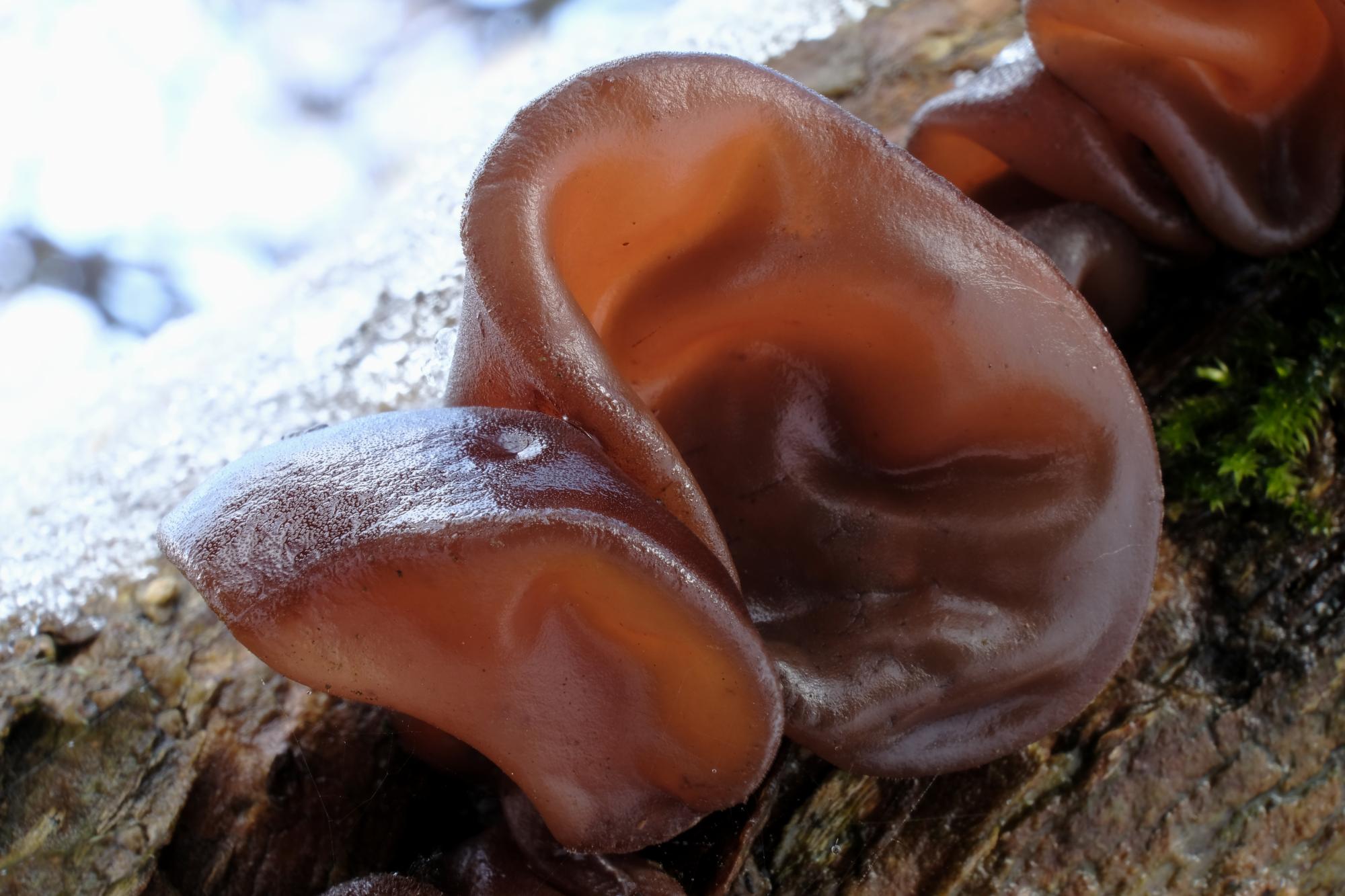 jelly ear fungus growing out some deadwood. 