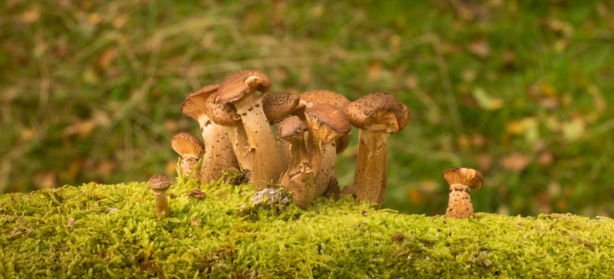 A cluster of honey fungus growing out deadwood that is covered in moss.