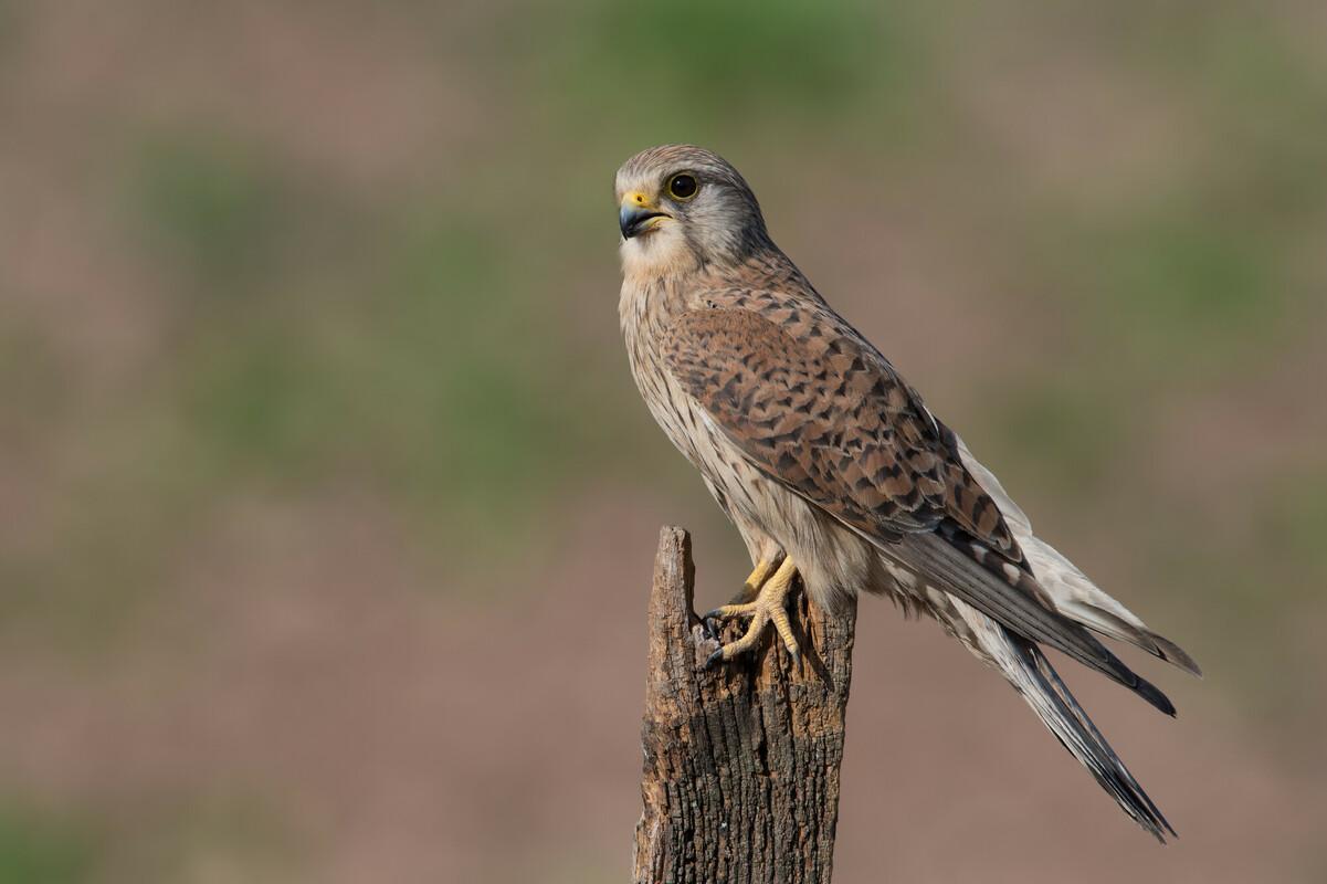 Kestrel perched on a post in a field 