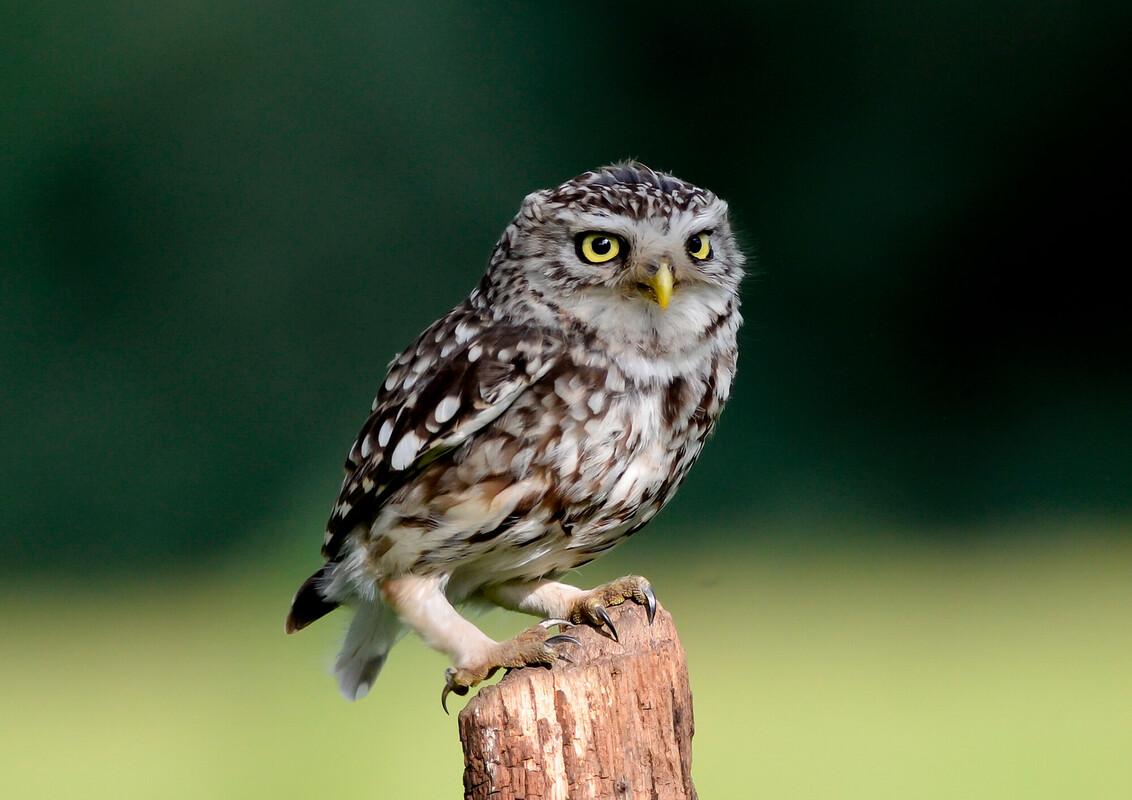 Little owl perched on a post in a field 