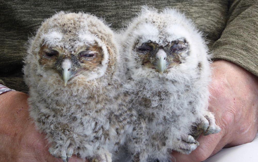 Close up of 2 tawny owl chicks being held 