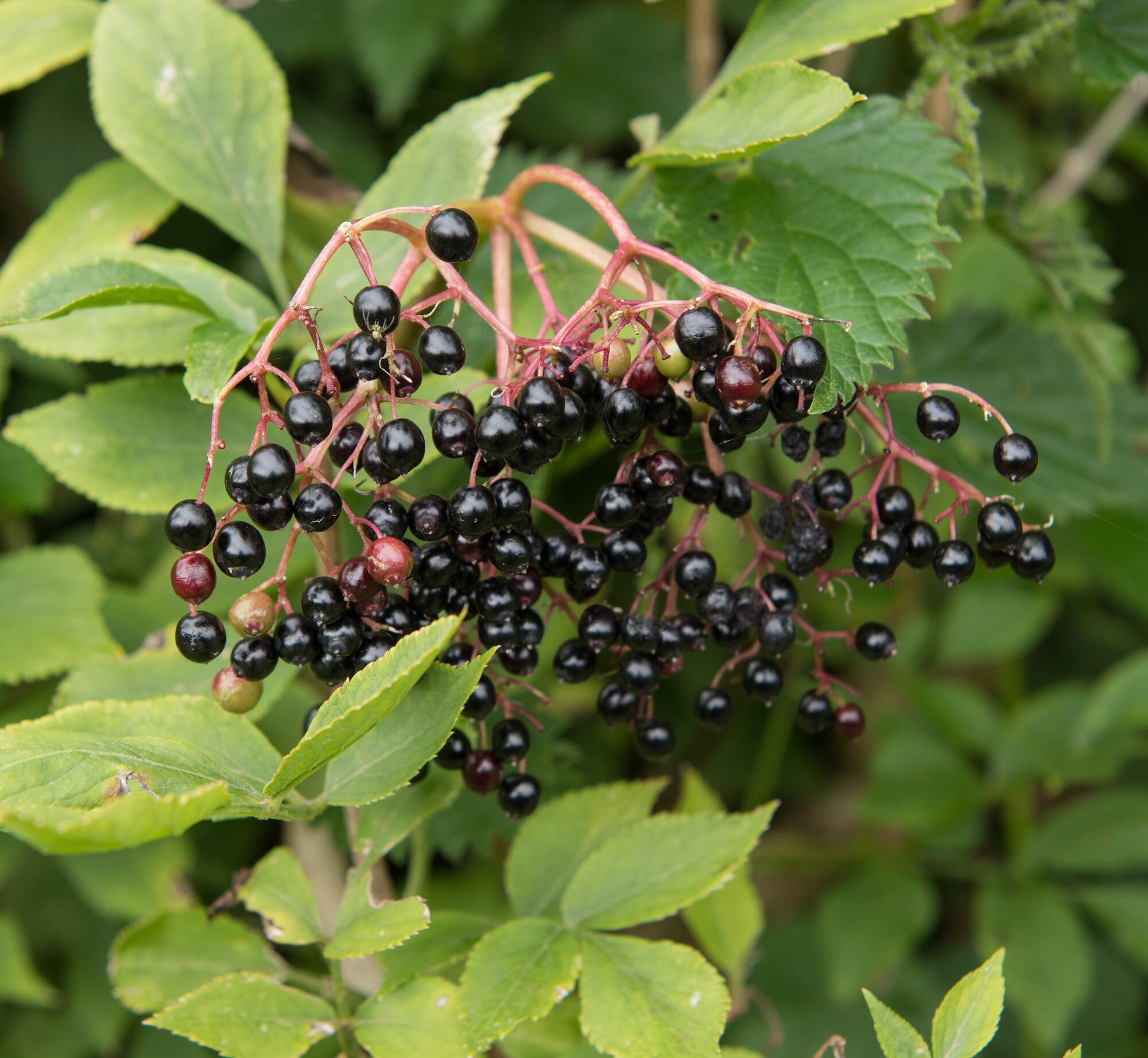 Close up of small, round, elderberries amongst green leaves.