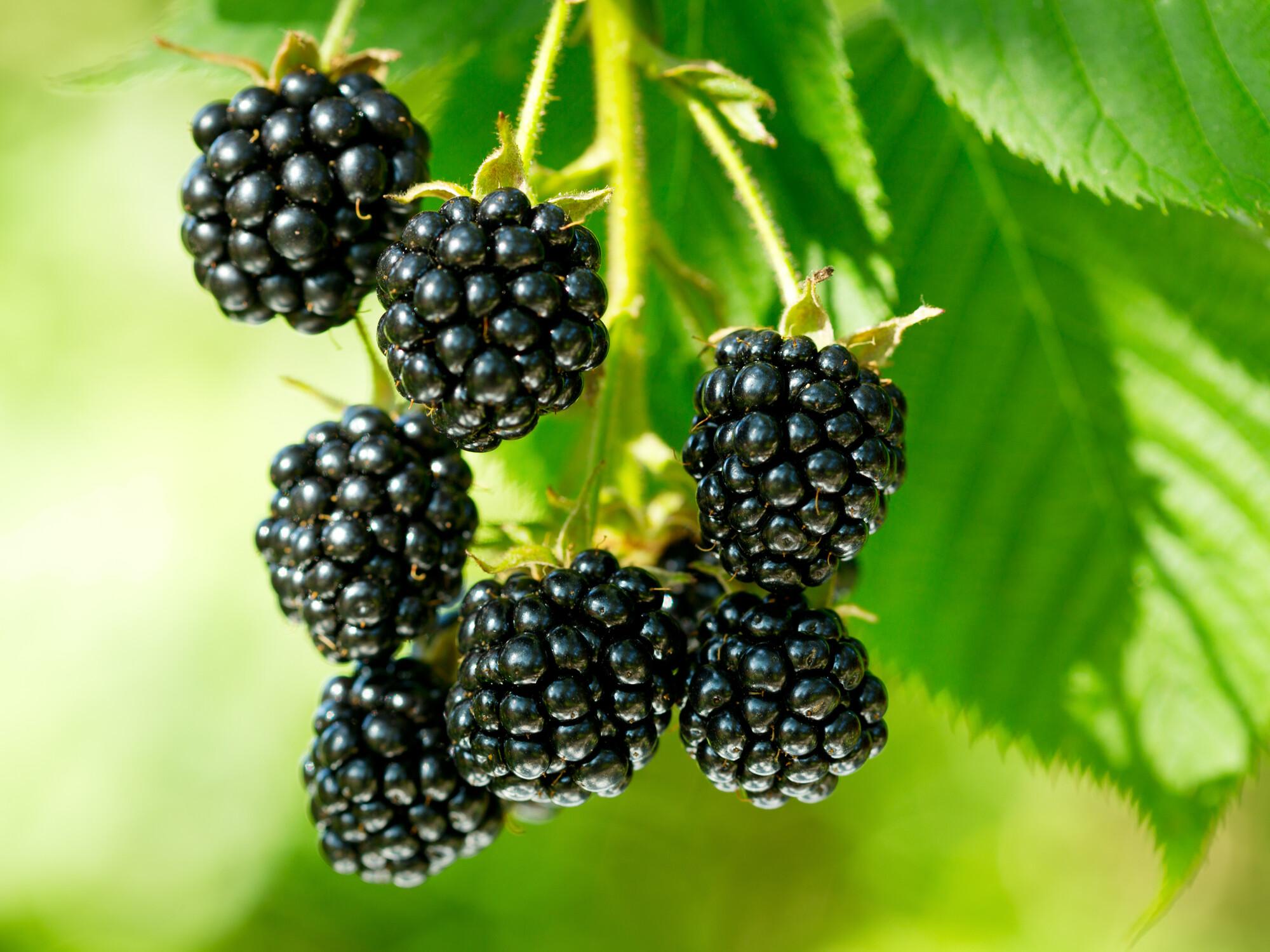 A cluster of blackberries hanging from a branch with green leaves