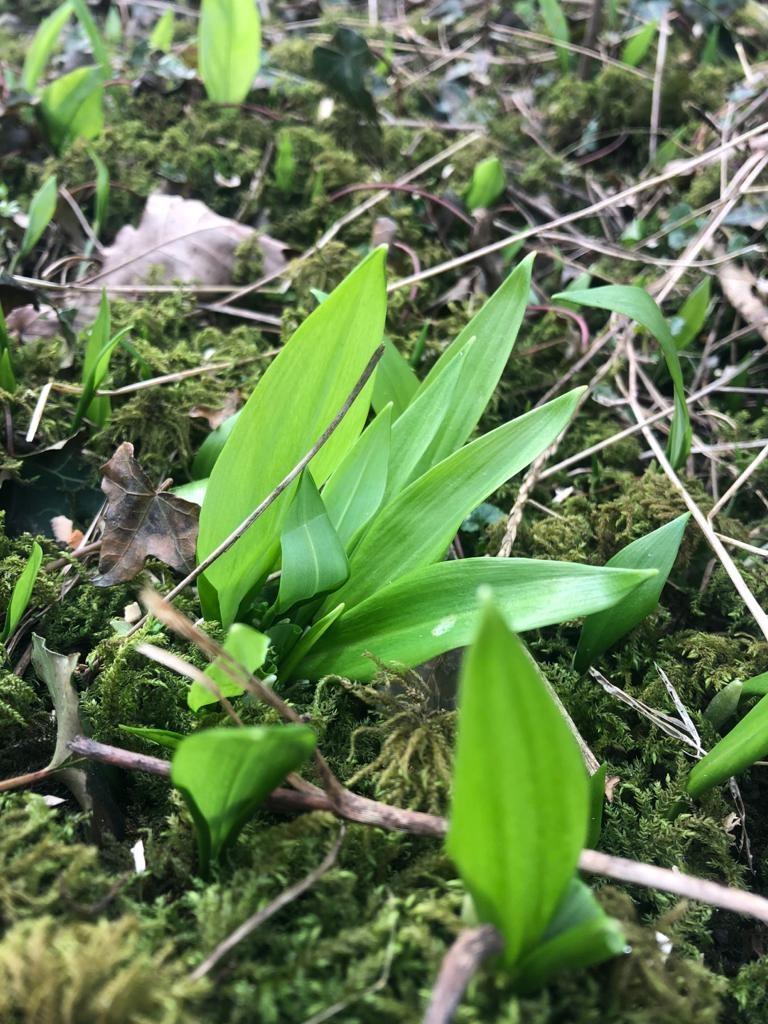 Green wild garlic leaves growing out the Forest floor