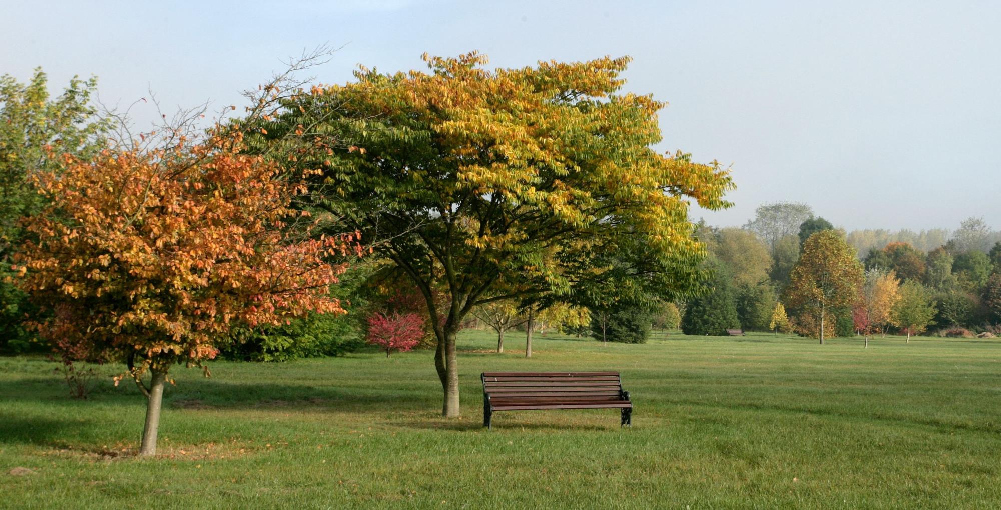 Some mature trees with autumnal leaves standing over a black bench