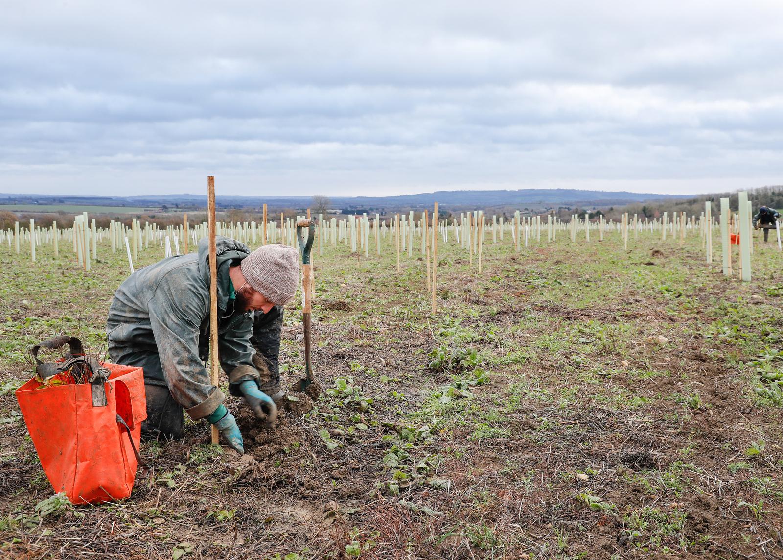 A member of our forestry team kneeling planting a tree sapling in field filled with new trees protected by plastic guards