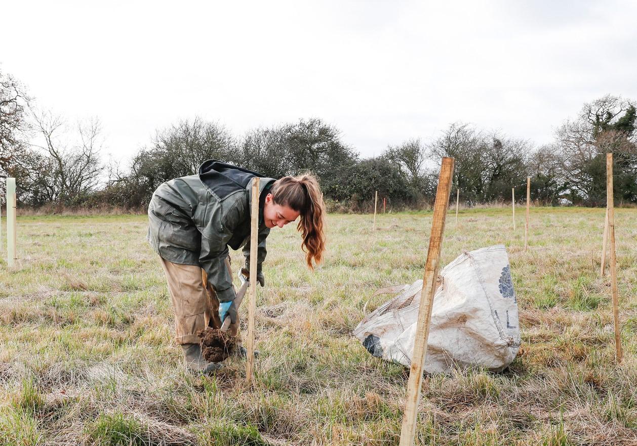 Phoebe bent over digging a hole in the ground with a spade by a wooden tree stake, with a bag of tree saplings to the side and newly planted trees in tubes in the background.