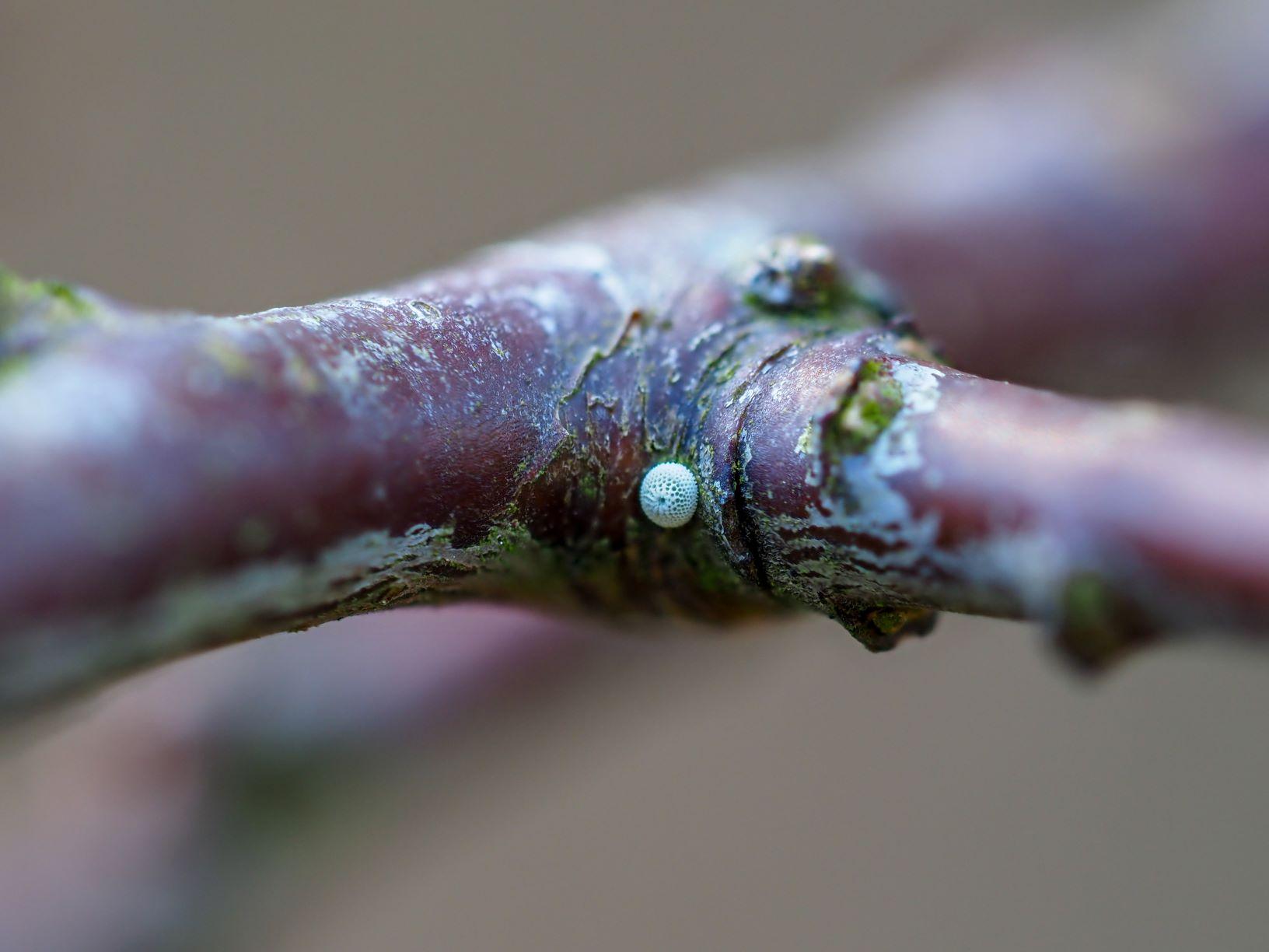 Tiny white brown hairstreak butterfly egg on a young blackthorn branch